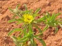 Golden-star (Asteriscus aquaticus) plant