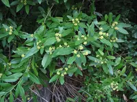 California laurel