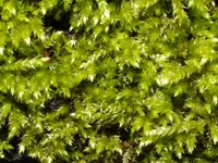 brachythecium moss