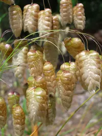 big quakinggrass
