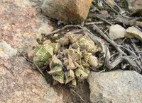 Faucaria tigrina