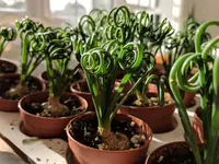 Curly Tamarak (Albuca spiralis) plant