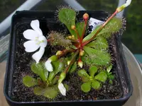 Scented Sundew