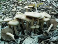 Mulch Fieldcap