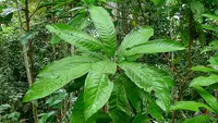 abiurana
