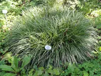 Morrow's Sedge