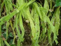 long-leaved butterwort