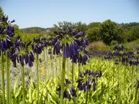drooping agapanthus