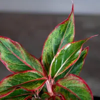 Chinese Evergreen