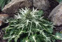 Moroccan eryngo