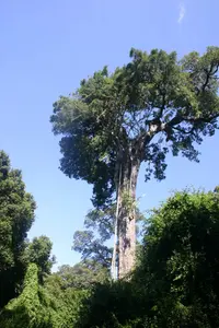 Scrambling Fig