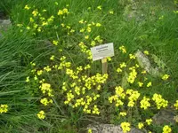 Bladderpod