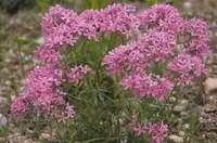 downy phlox (Phlox pilosa) plant