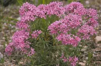 downy phlox