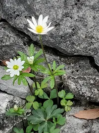 Edwards Plateau thimbleweed