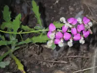 Polygala bracteolata flower