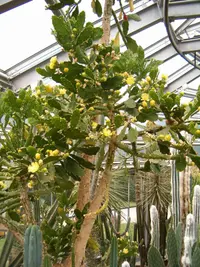 Brazilian Prickly Pear