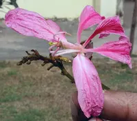 Butterfly-tree