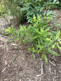 Butterfly weed photo by a Botan App user