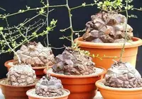 Dioscorea elephantipes in the conteiners