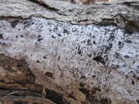 hypoxylon canker