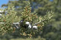 Sargent's cypress