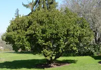 Arbutus unedo