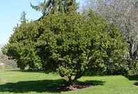 Strawberry tree