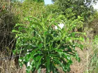 Plumeria pudica