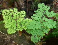 Mexican maidenhair fern