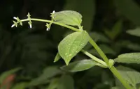 Aciotis rubricaulis (Aciotis rubricaulis) plant