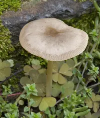 Lilac Bonnet (Mycena pura) plant