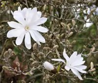Star magnolia