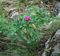 common peony (Paeonia officinalis) plant