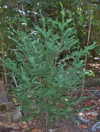 Chilean plum-yew