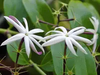 angel-wing jasmine