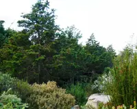 Cape Cypress (Widdringtonia nodiflora) plant