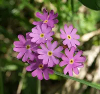 Bird's-eye Primrose (Primula farinosa) plant