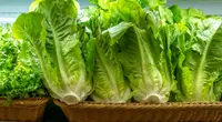 Lactuca sativa