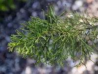 Alpine Tarwood