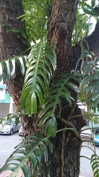 Centipede tongavine (Epipremnum pinnatum) plant