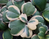 Hoya Hearts (Hoya kerrii) plant