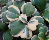 Hoya Hearts (Hoya kerrii) plant