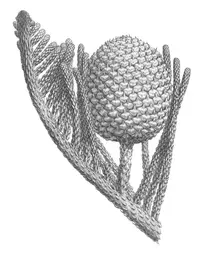 Narrow-leaf araucaria