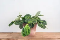 Maranta leuconeura in the pot