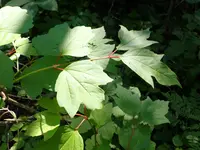 American Cranberry-Bush