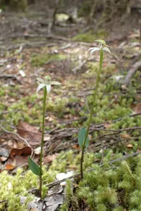 Slender forest orchid