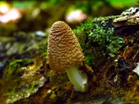 Firerug Inkcap (Coprinellus domesticus) plant