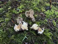 Parasitic Clitocybe