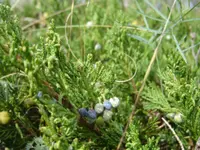 creeping juniper